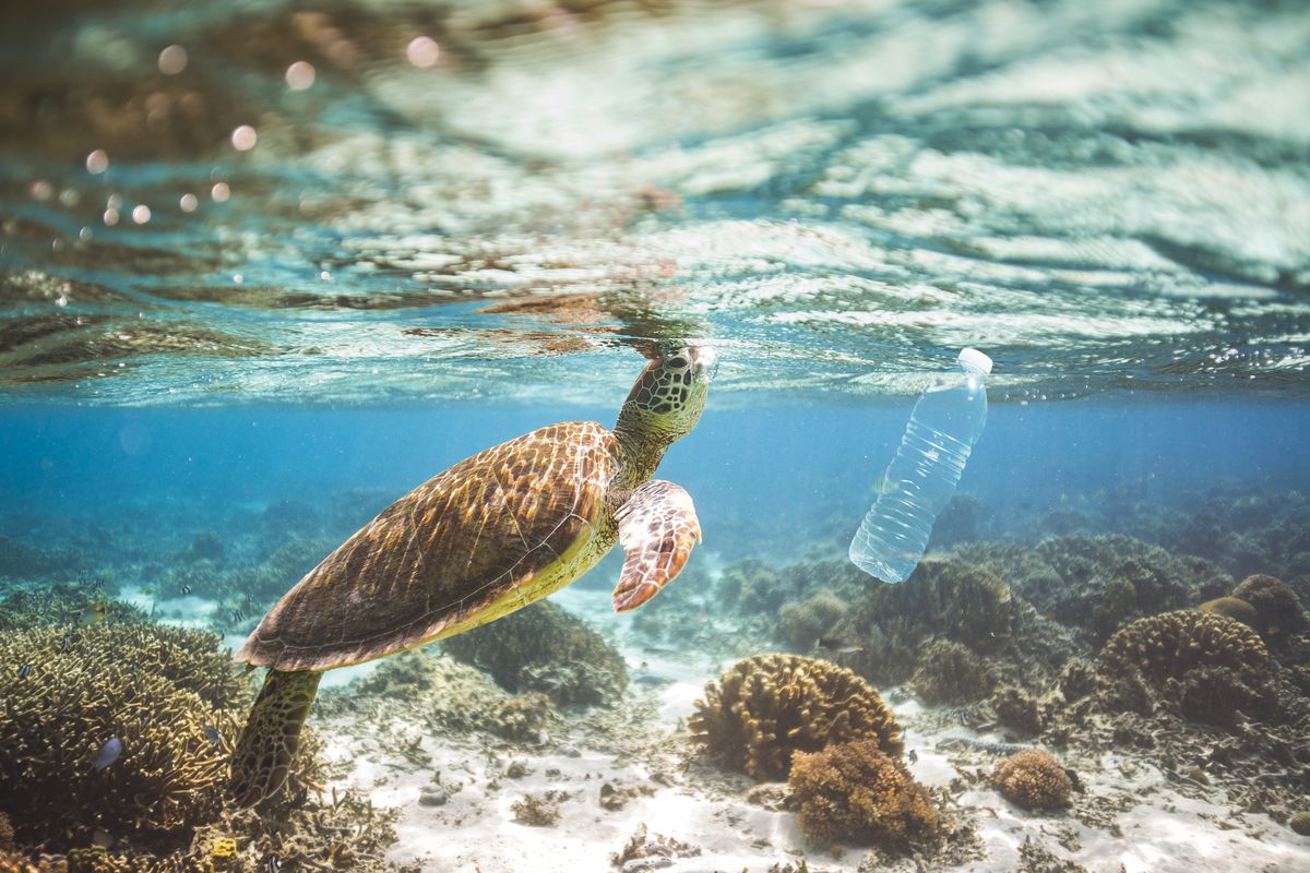 tortuga nadando junto a botella plástica