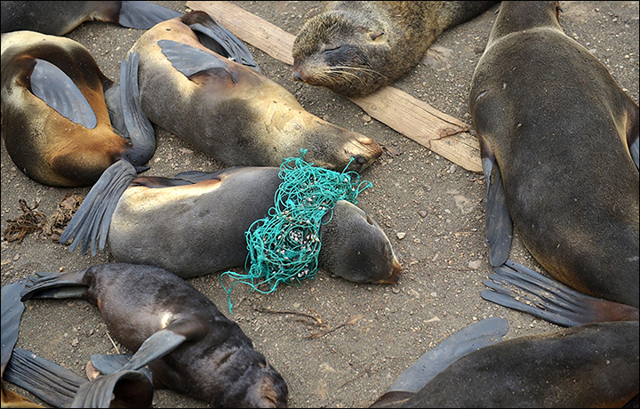 foca joven enredada entre redes plásticas abandonadas
