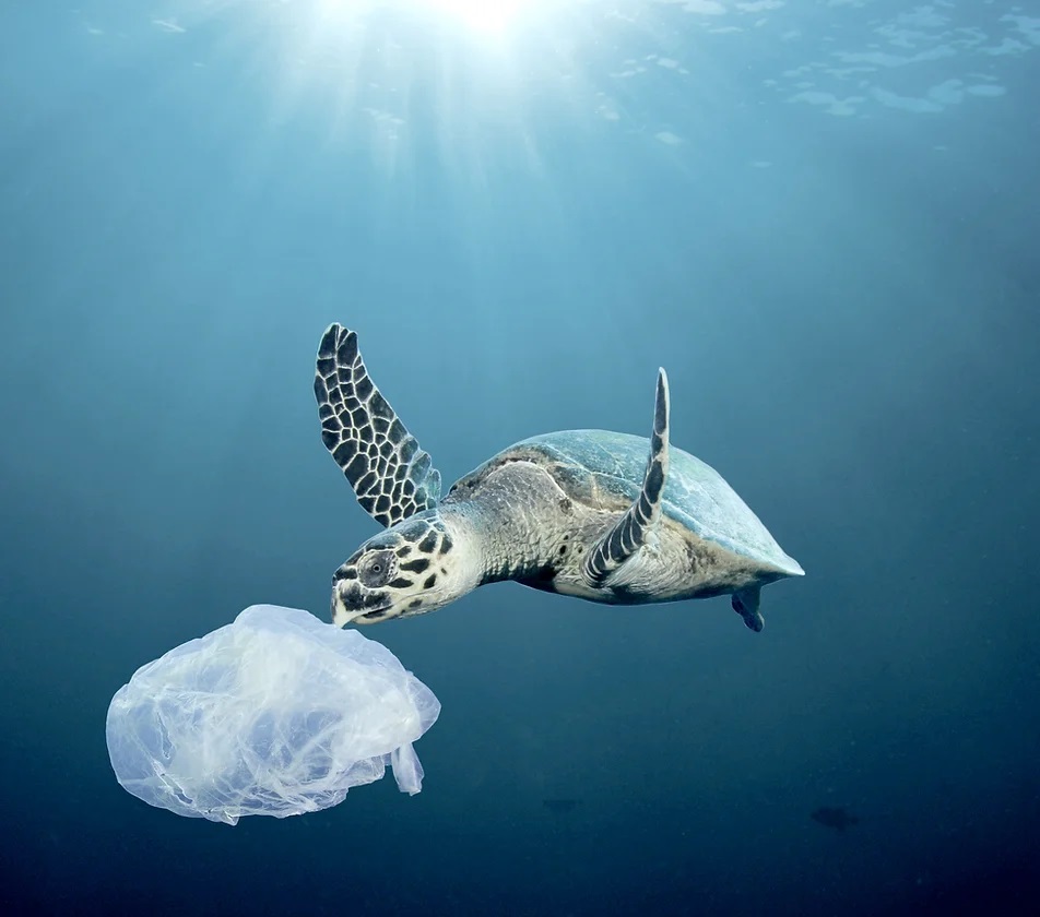 tortuga marina nadando junto a bolsa plástica en el océano