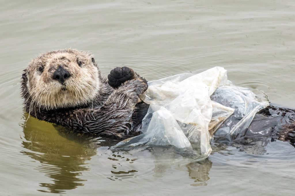 nutria marina mordisqueando bolsa plástica