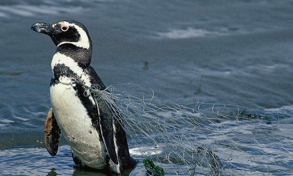pingüino enredado con redes plásticas abandonadas